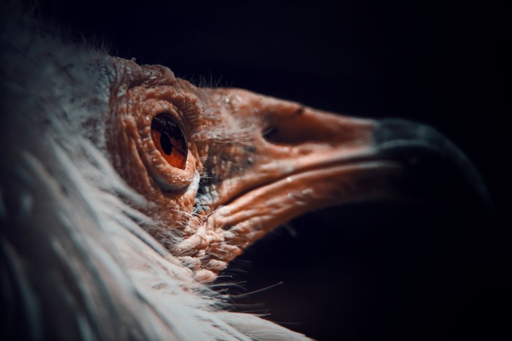 Photograph by Mahdi Reihani Bozorg