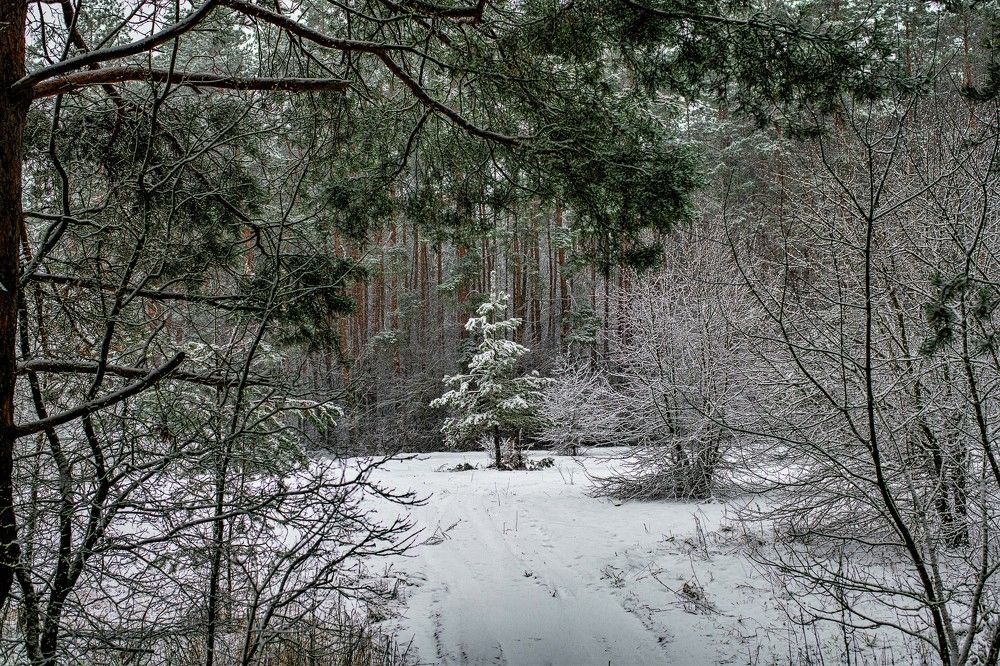 Photograph by Алексей Сиваков