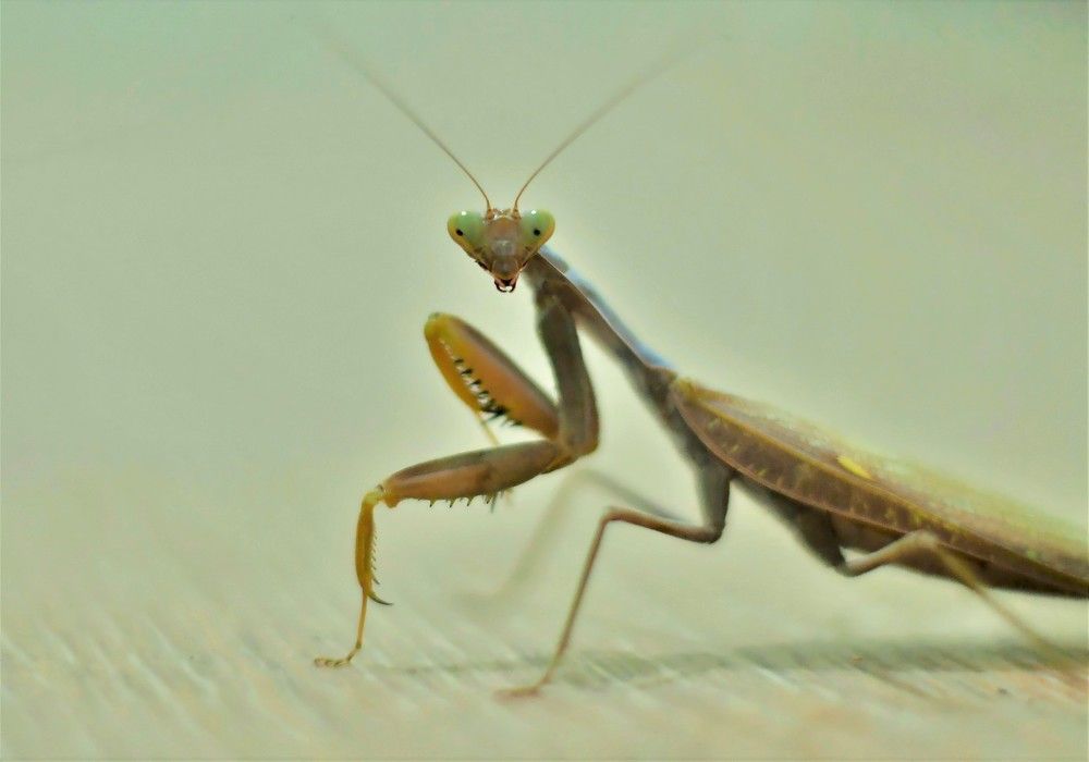 Photograph by Алексей Сиваков