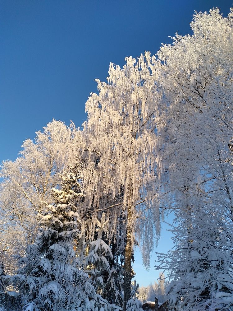 Photo #8610629