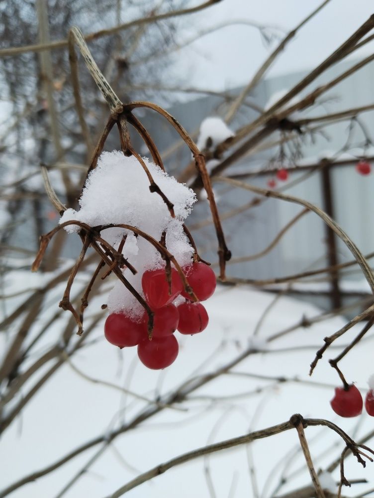 Photo #8610640