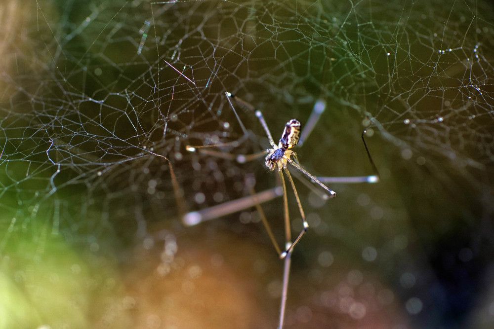 Photograph by Mário C.