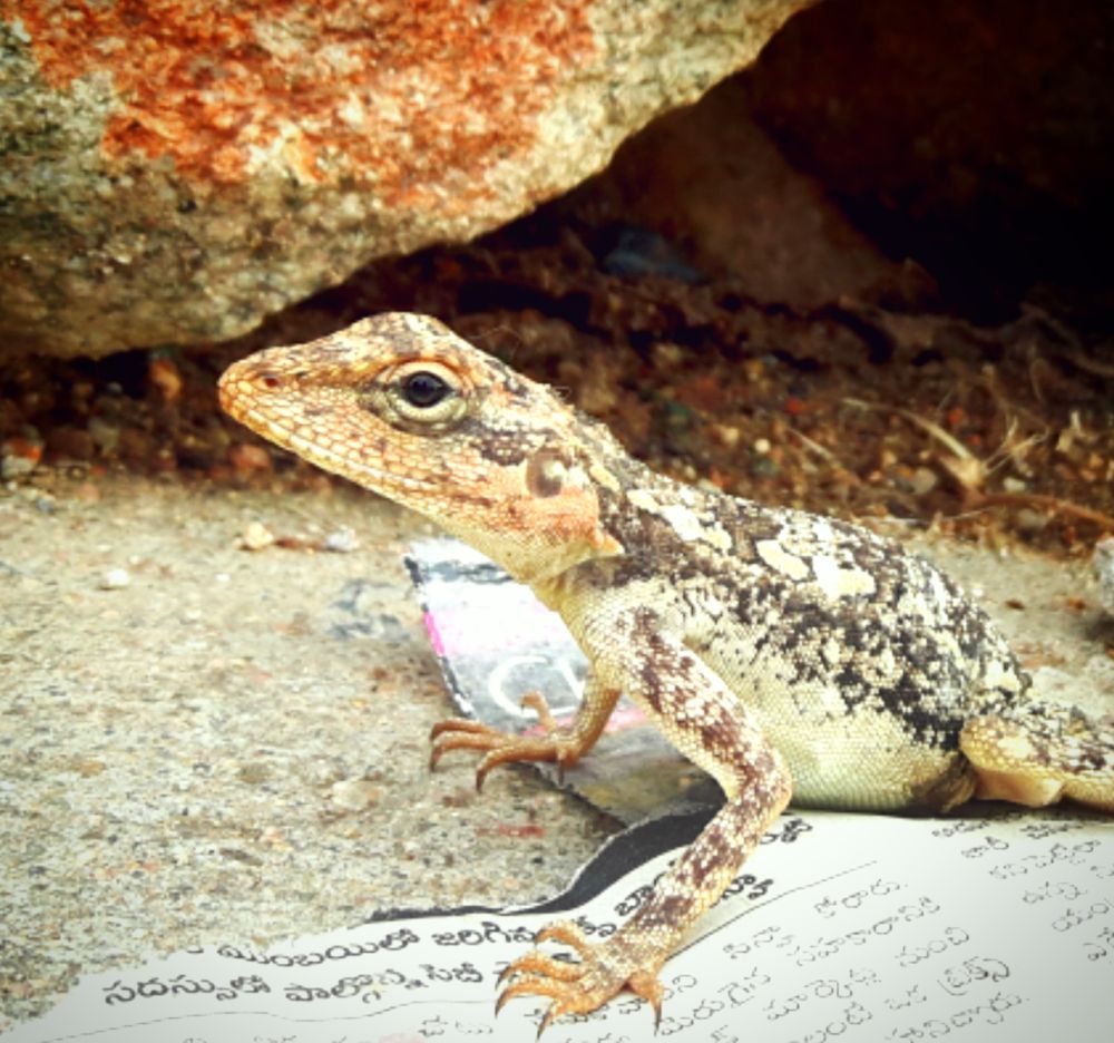 Photograph by DEBADRITA BISWAS Jain