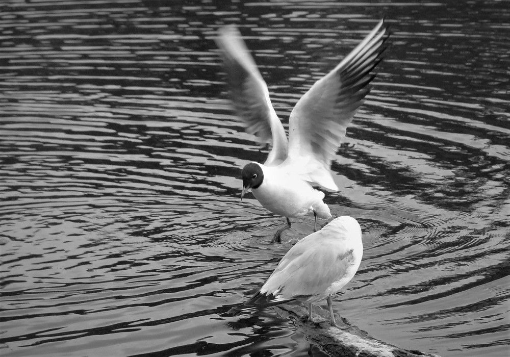 Photograph by Оксана Архипова