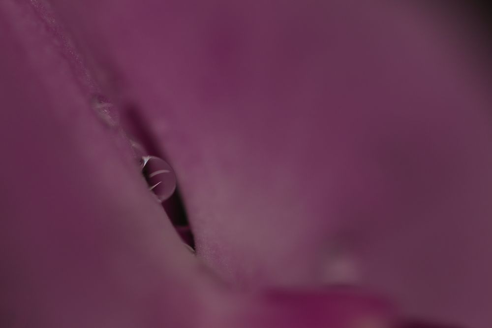 Photograph by Lina Tomkevičienė