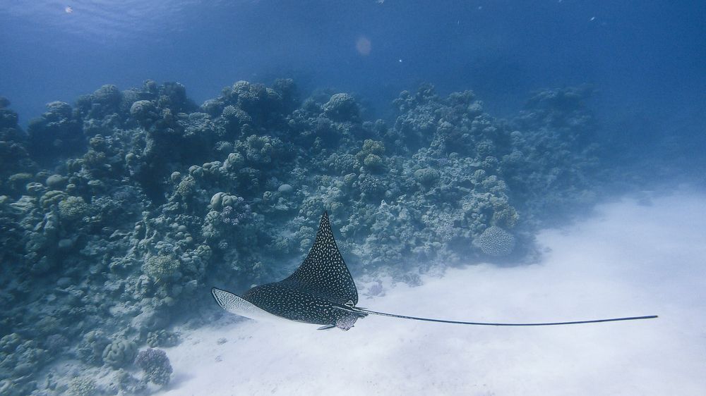 Photograph by Мария Берёзка