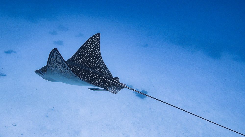 Photograph by Мария Берёзка