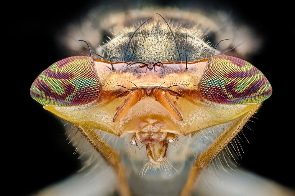 Hammerhead Shark Fly
