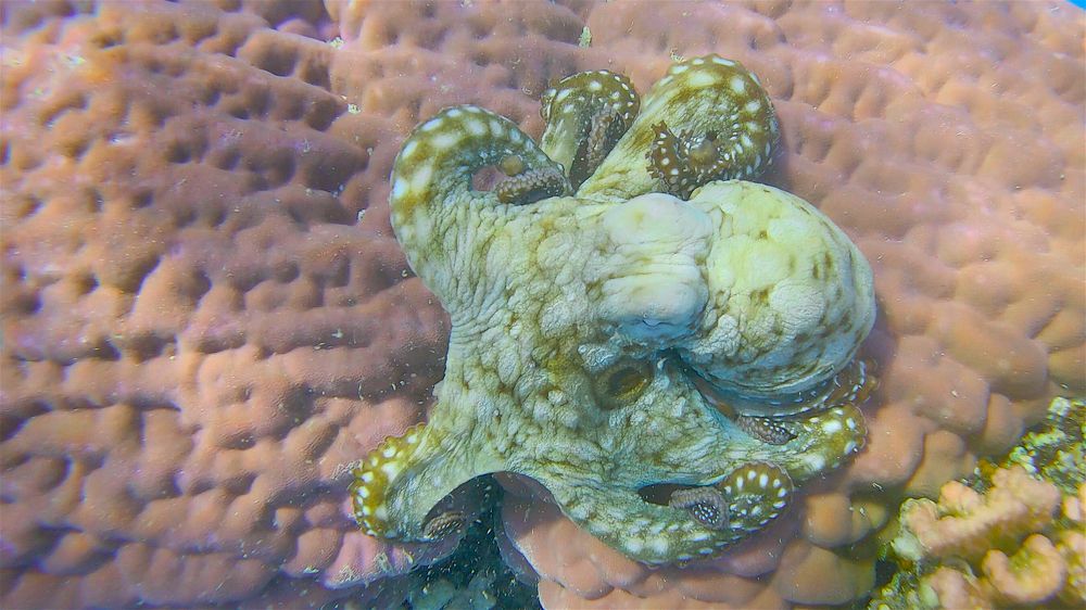 Photograph by Мария Берёзка