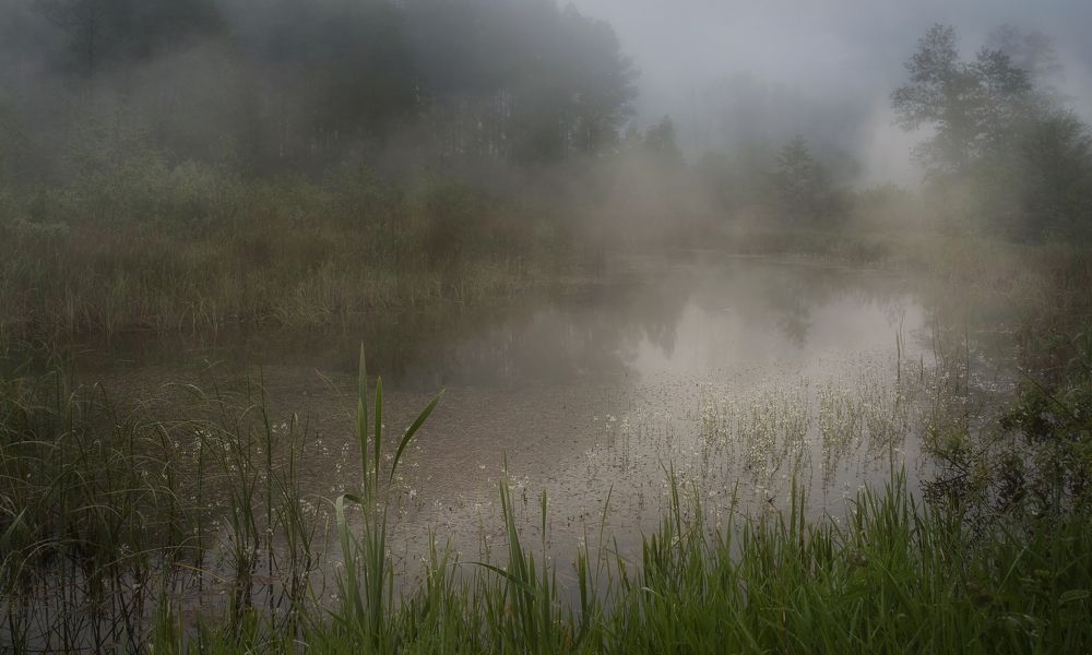 Morning on the forest lake