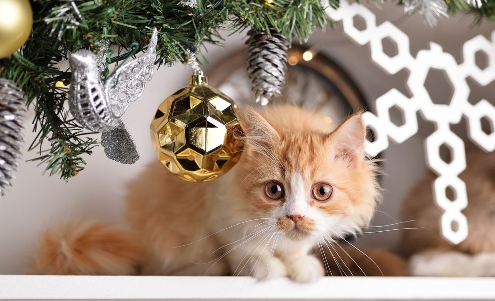 Photograph by Максим Мицун