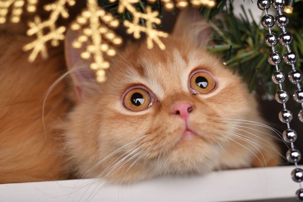 Photograph by Максим Мицун