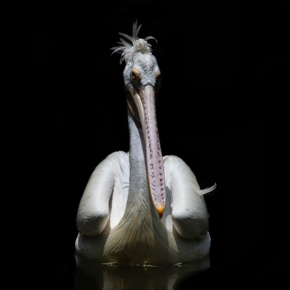 Фотография автора Naveen Viswanath