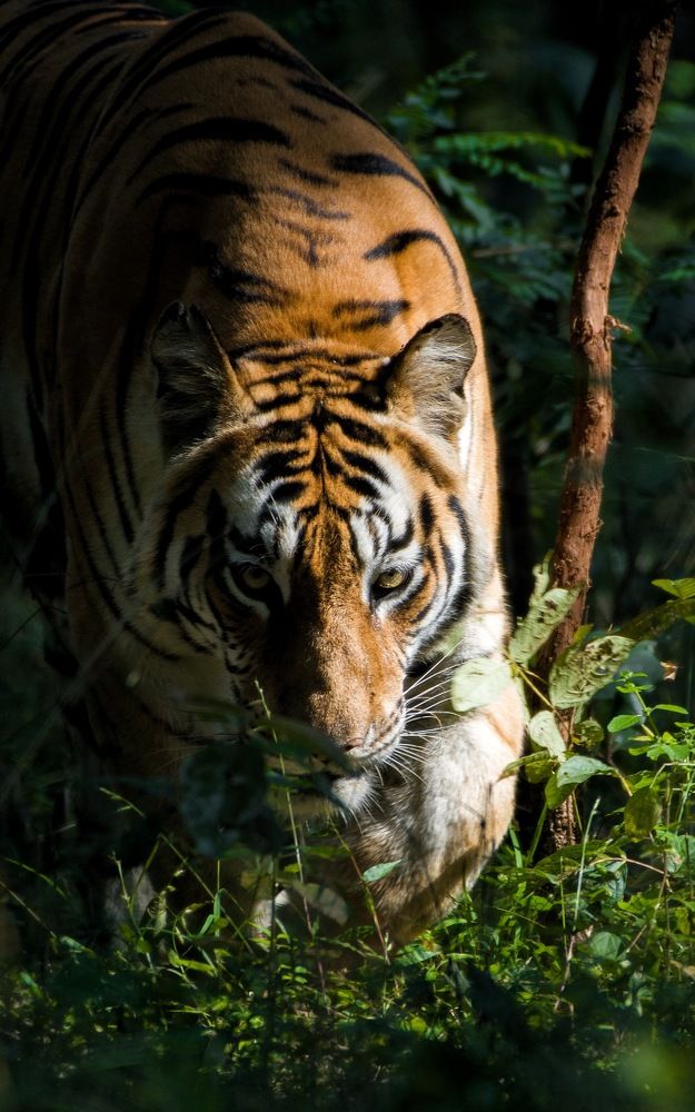 Photograph by Harsh Soni