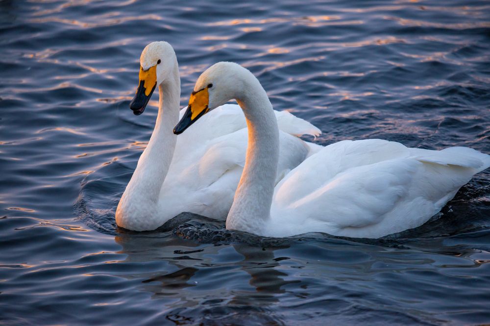 Фотография автора Виталий Гавронский
