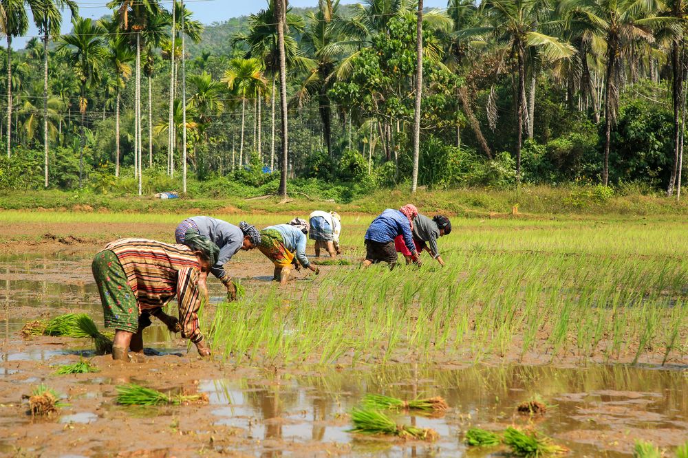Photograph by Cherakkara Reshmi