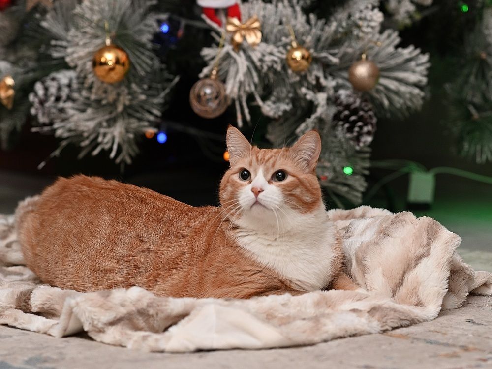 Фотография автора Alexey Morozov