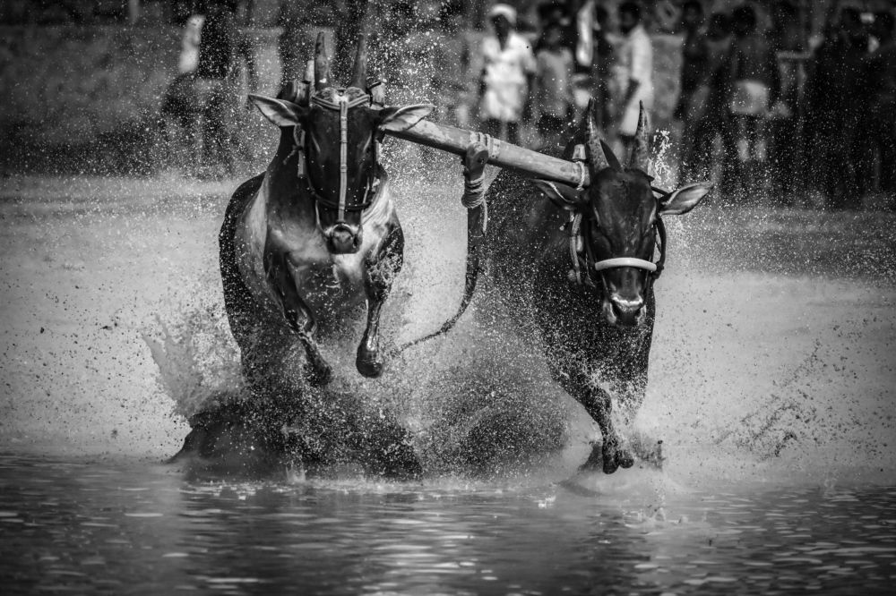 Photograph by  Nivedh A M