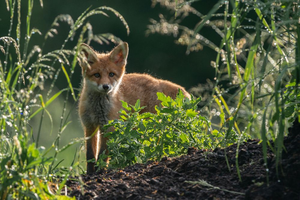 Photograph by Gatis Vilbrants