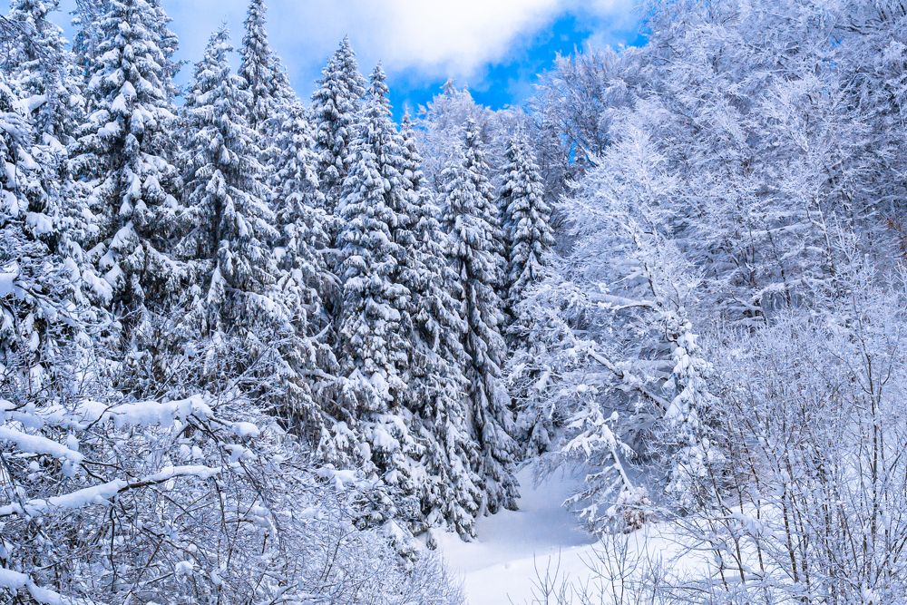 Photograph by Диана Бородзе