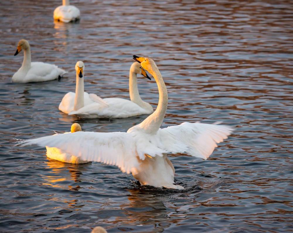 Фотография автора Виталий Гавронский