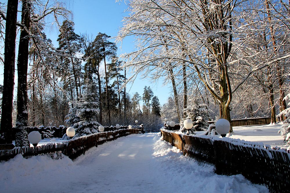 Беловежская пуща