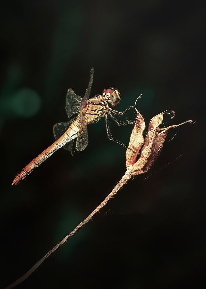 Photograph by Маргарита Смоленская