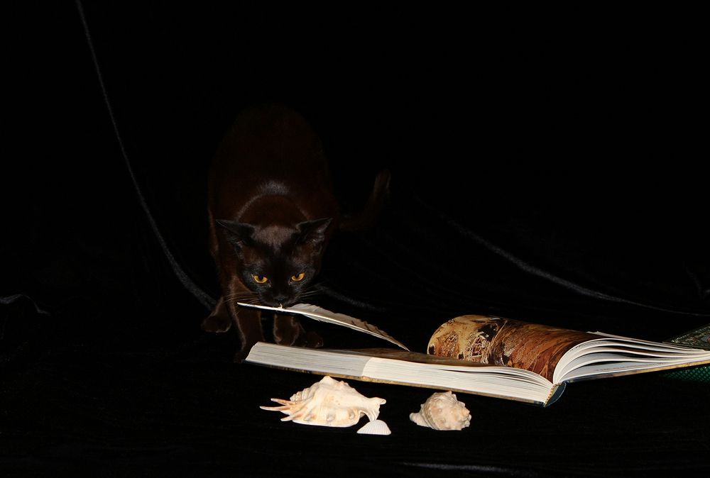 Фотография автора Надежда Лисицына