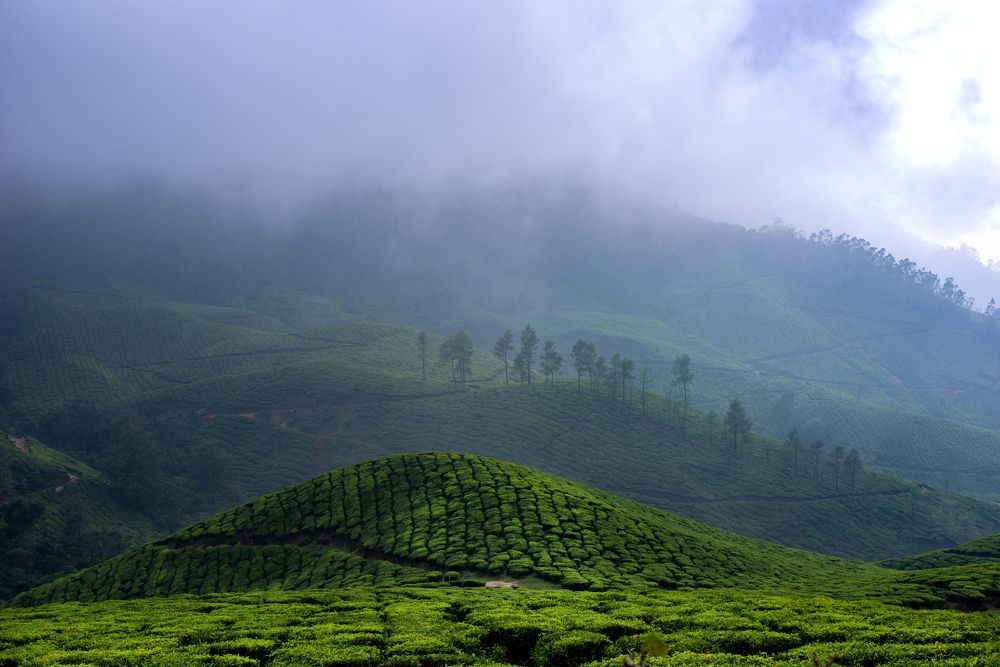 Munnar in Fog