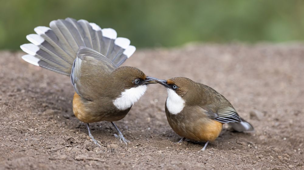 A Pair of White-Throated Laughingthrushes in Courtship behaviour