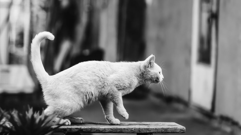 Кошка в движении.