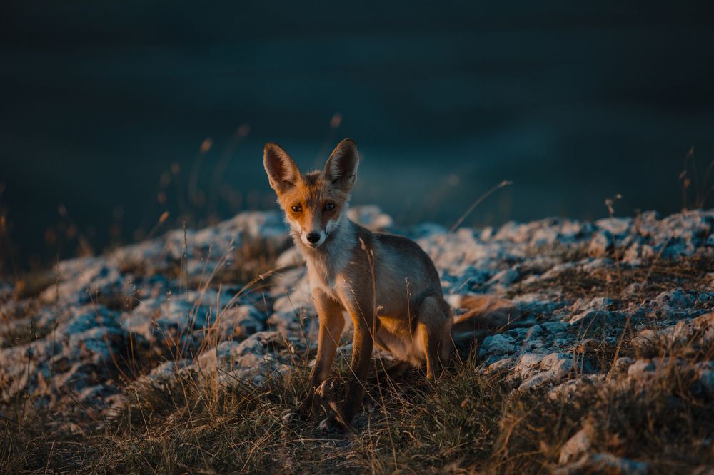 Photograph by Потёмкин Денис