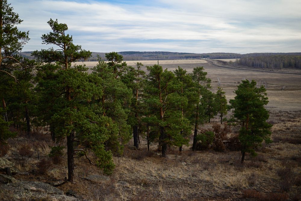 Степные просторы, с лесного холма..