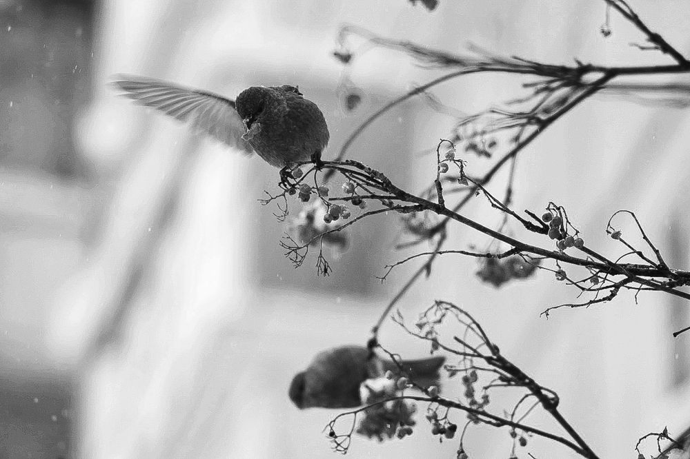 Photograph by Николай Грекалов