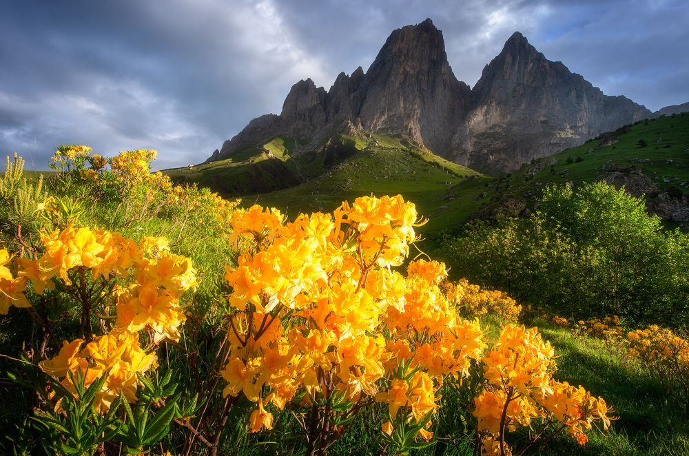 Цветение рододендронов