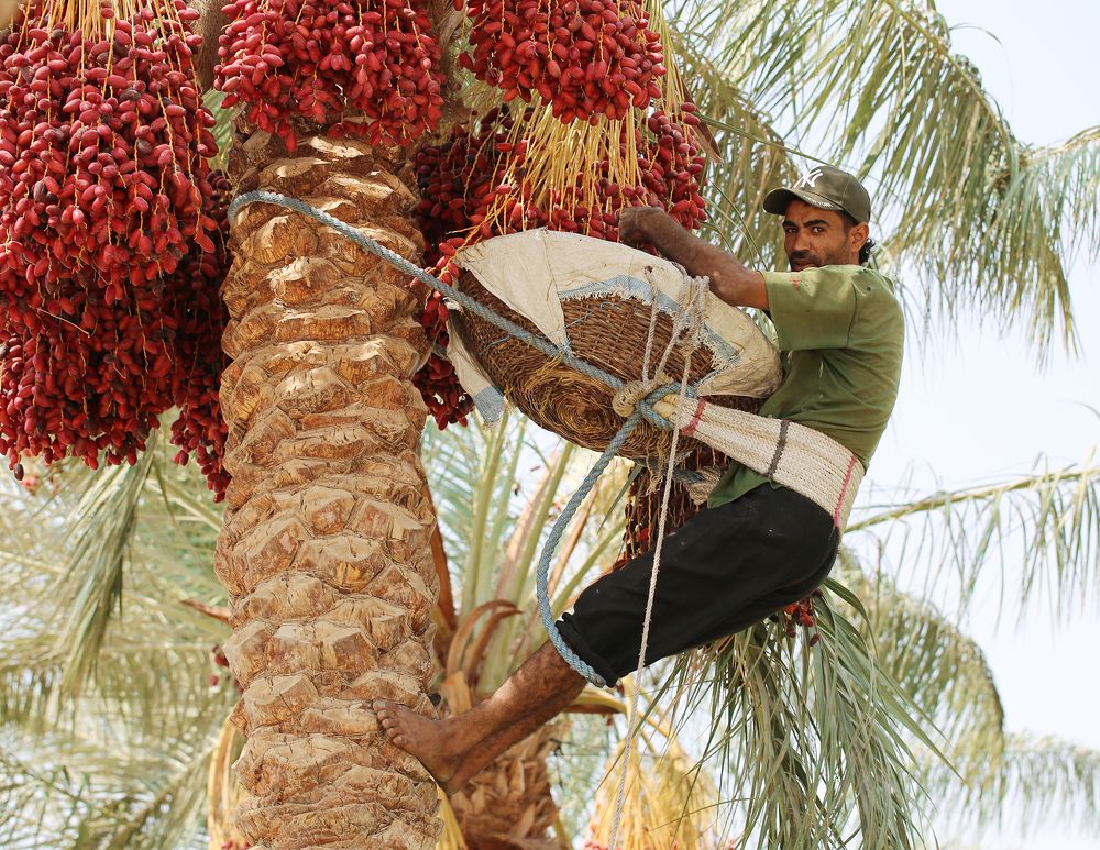 Сборщик фиников