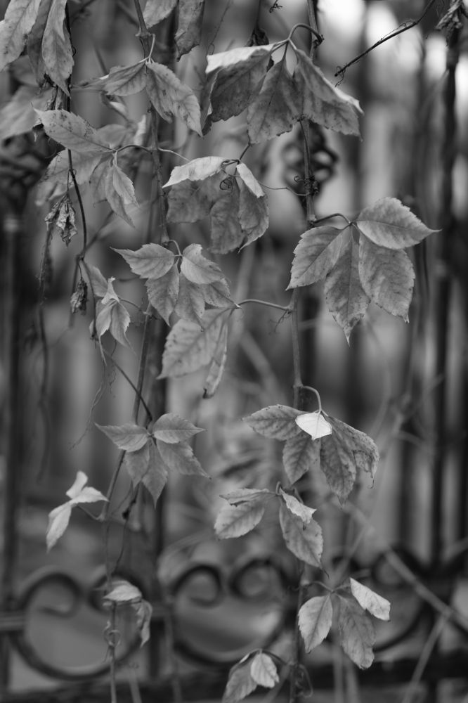 Photograph by Унку Юрий