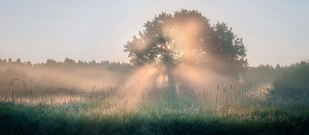 Разлитое солнце