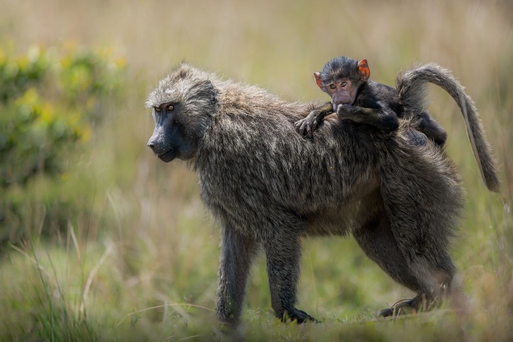 Фотография автора Sunny Saha Pramanick