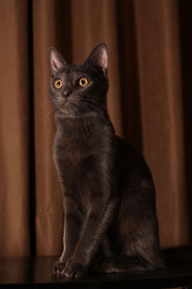 Давид-статуя