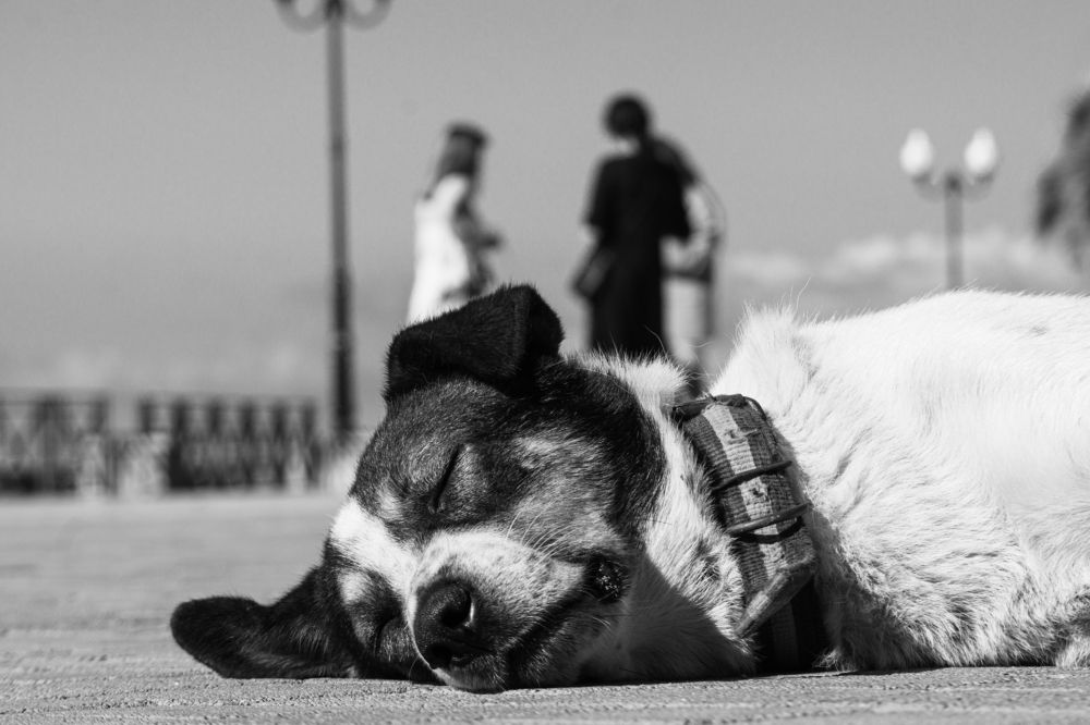 Нет счастья, равного спокойствию.