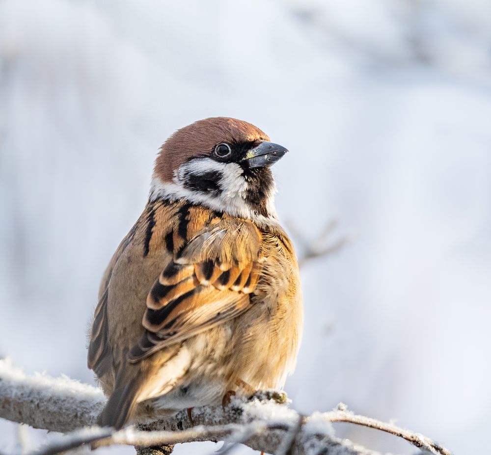 Photograph by Курлянцев Алексей