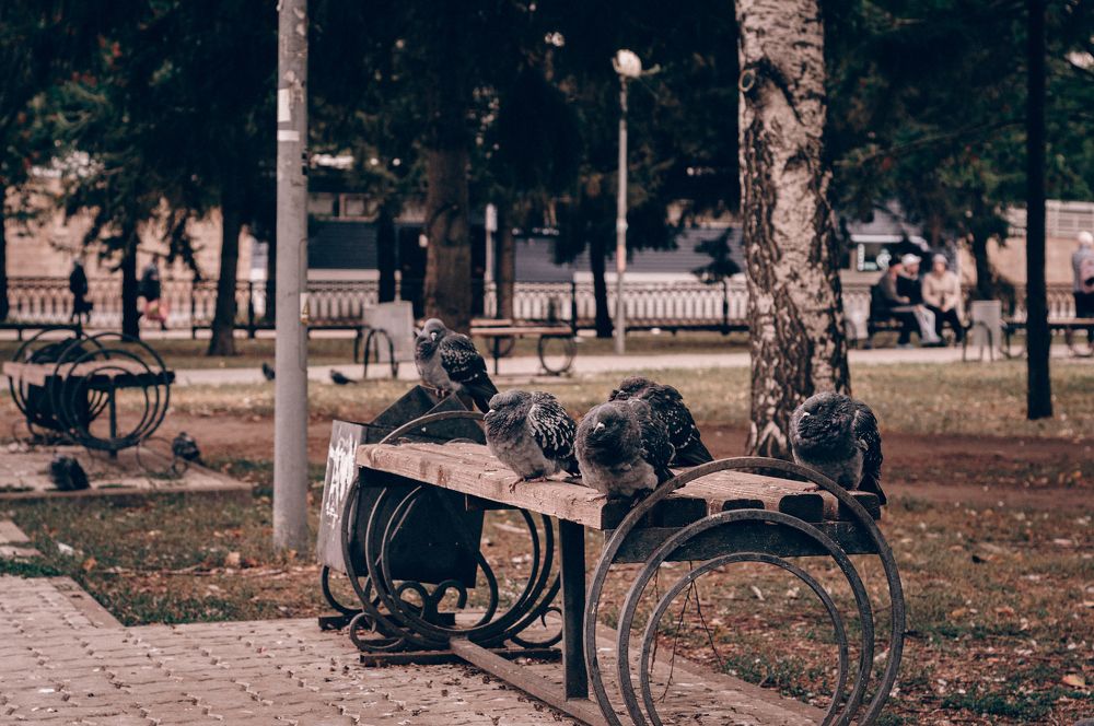 Photograph by Елена Леонидовна