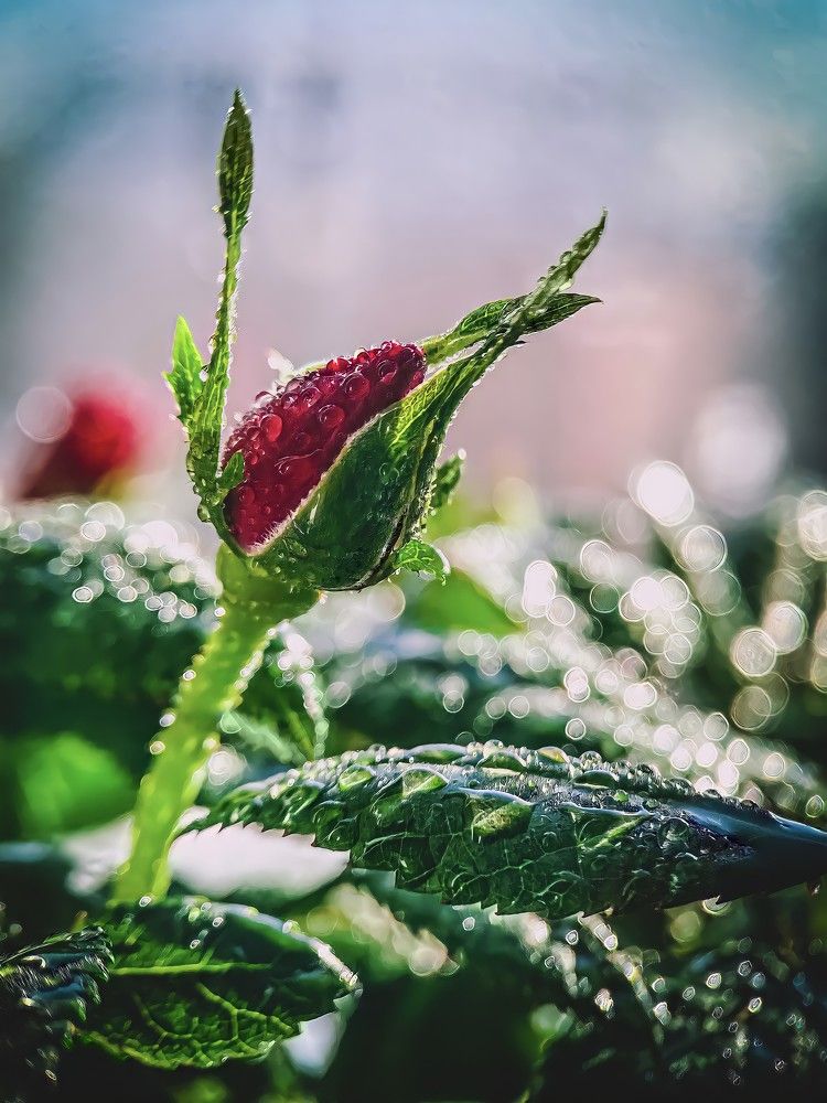 Photograph by Мария Акимова