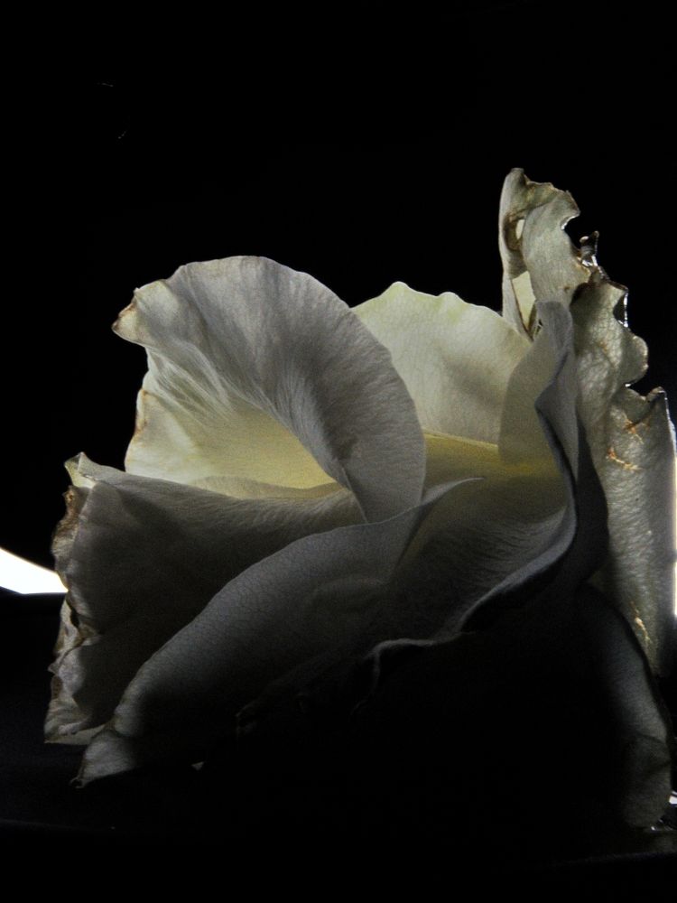 Photograph by Екатерина Радюкевич