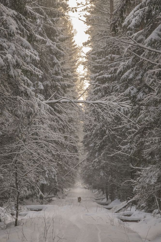 Photograph by Марина Алина