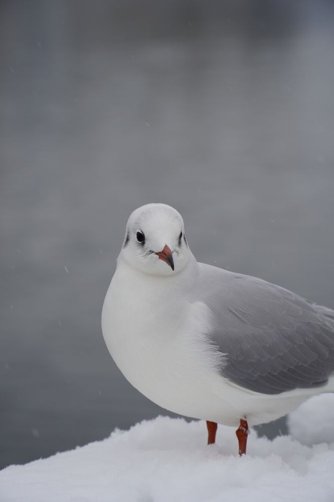 Photograph by Игорь