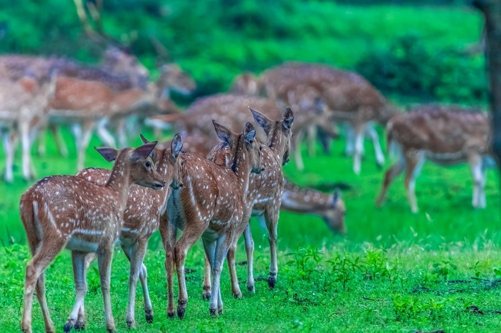 A deer walks by and makes my perfect morning even better