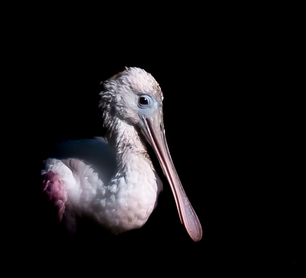 Photograph by jackie schletter