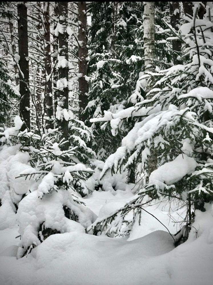 Фотография автора Ираида Гайфуллина